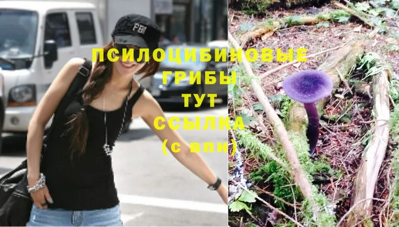 продажа наркотиков  Ленинск  Псилоцибиновые грибы Psilocybe 